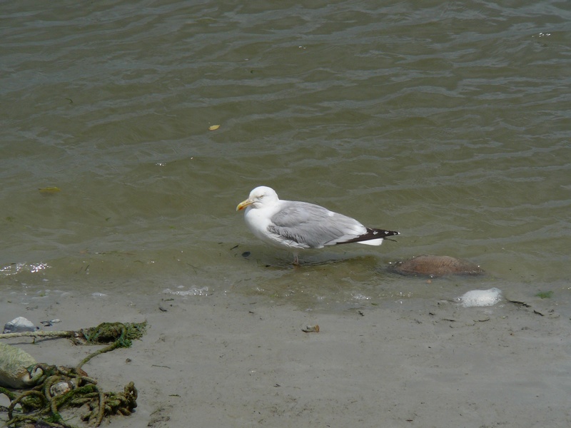 Promenade le long de la baie à Saint-Valéry-sur-Somme