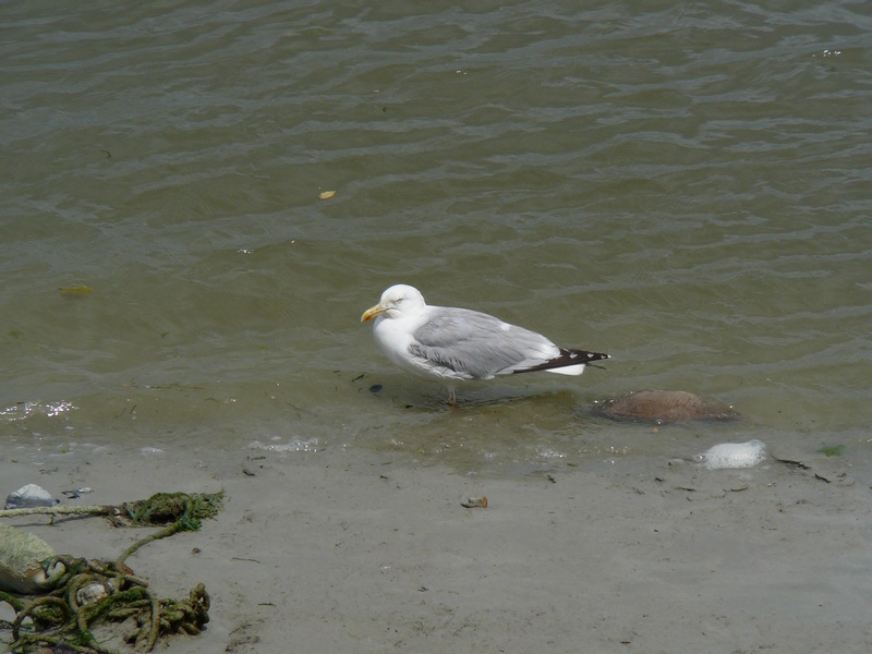 Promenade le long de la baie  Saint-Valry-sur-Somme